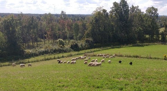 valenbrae farm llamas